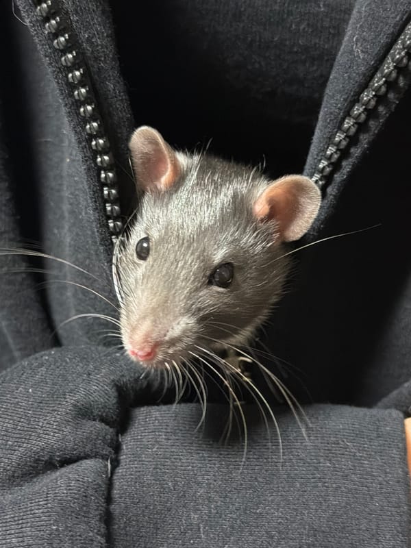 Person in Russia photographed cuddling pet rats indoors