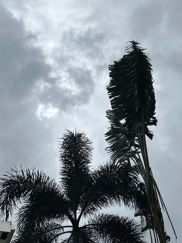Overcast skies and palm trees over a Kathu neighborhood