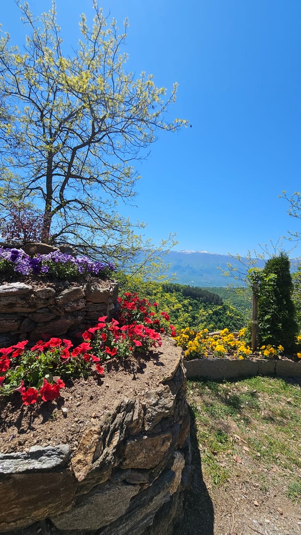 Garden blooms documented across flower beds on spring morning