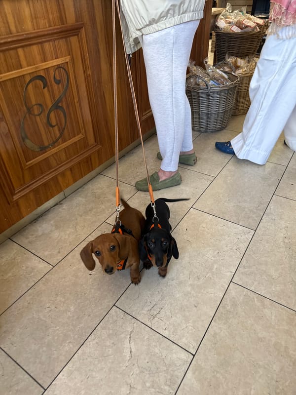 Market visitor documents puppies, produce, pastries and flowers in London