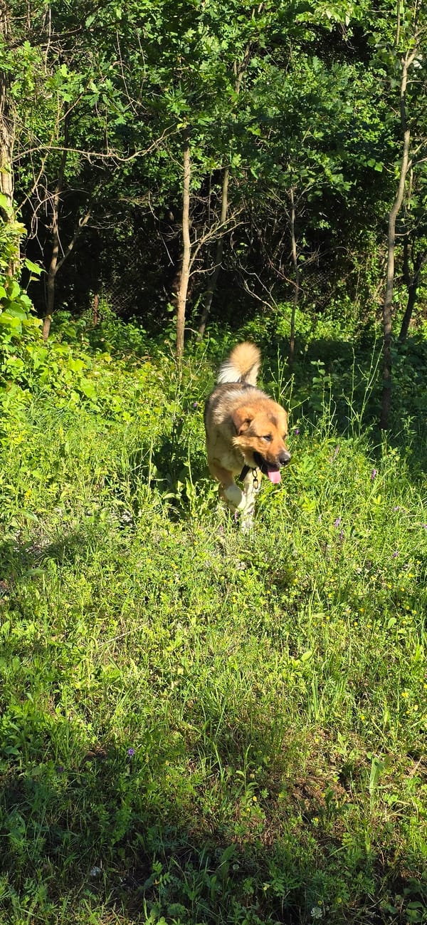 Dogs explore sunny gardens in Vratsa Bulgaria
