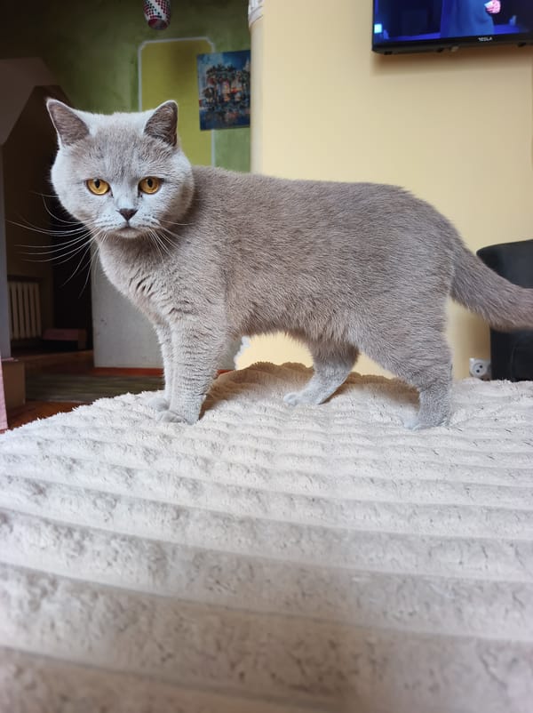Gray British Shorthair cat documented in Ternopil home