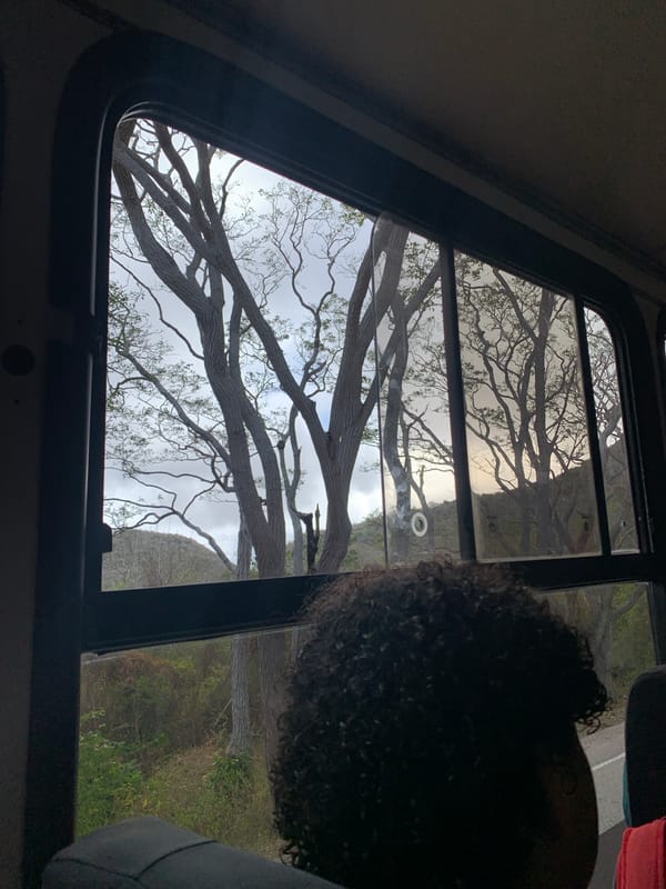 Bus passenger captures tree view in Tacarigua, Venezuela