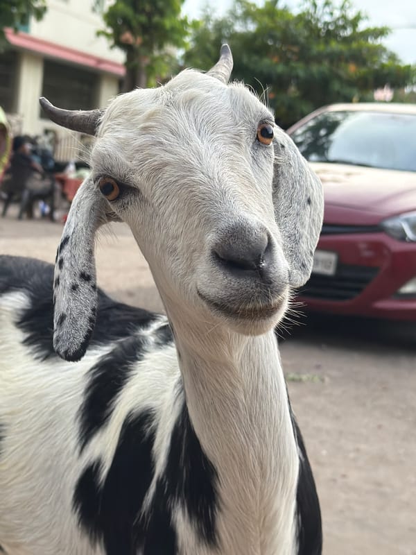 Goats outside a Tamil Nadu temple gopuram