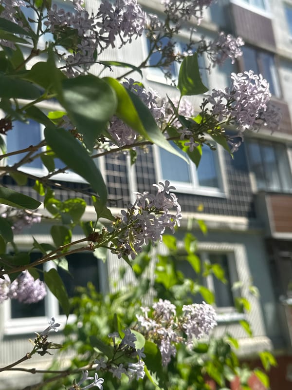Spring blooms documented during peaceful moment in Riga parks