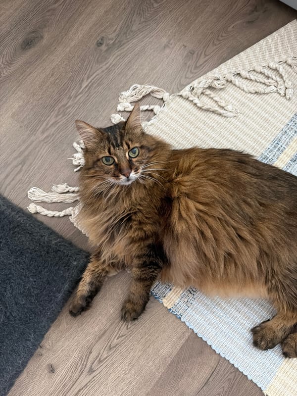 Brown tabby cat relaxes and grazes on fresh grass in Kyiv apartment