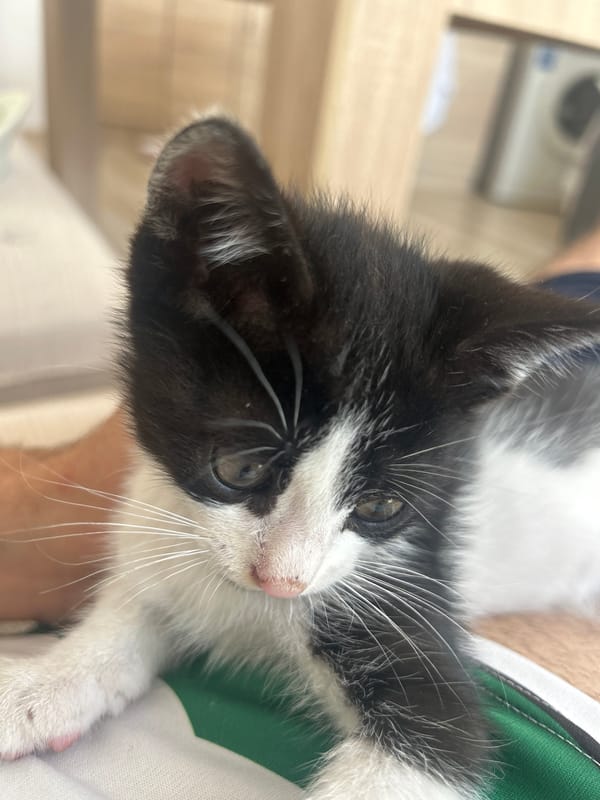 Black and white kitten in Varna, photographed up close from every angle