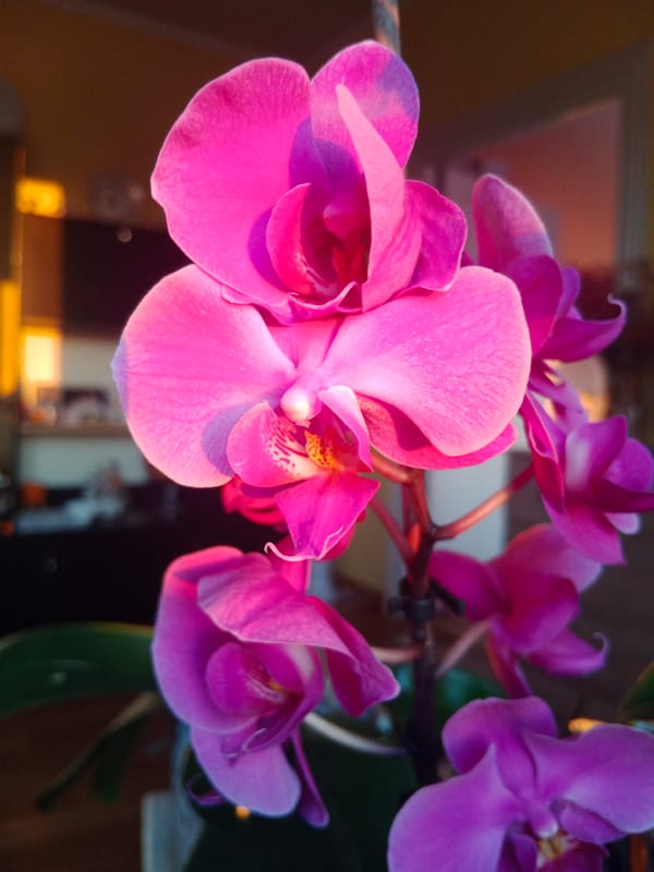 Orchids in bloom, photographed up close in Bydgoszcz