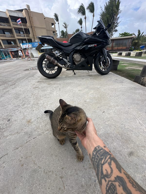 Street cat encounter in Karon, Thailand