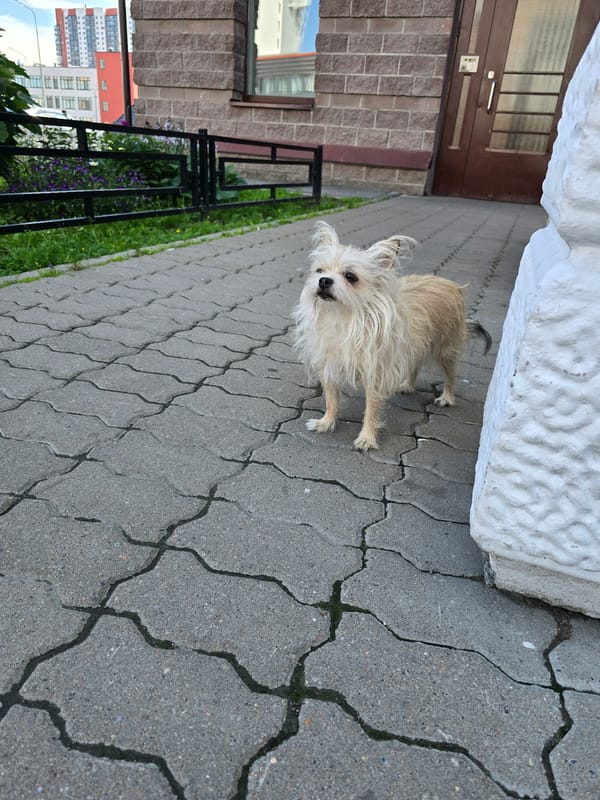 Shaggy dog walk with close-up nature detours