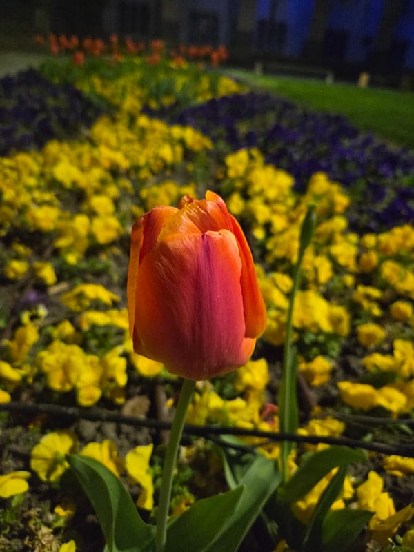 Spring flower displays illuminate Pleven's public spaces with Easter decorations