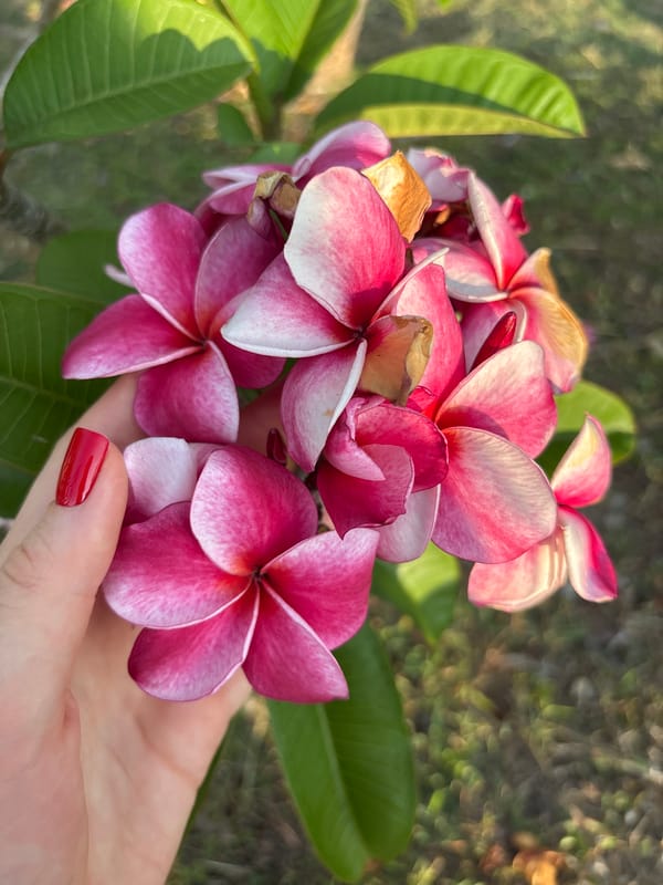 Morning observations of everyday life in Ko Kaeo, Thailand