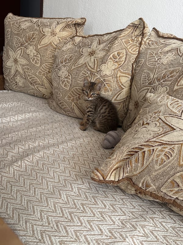 Tabby kitten on home furniture in Radilovo, Bulgaria