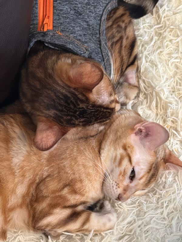 Three cats rest on blanket in Murino, Russia