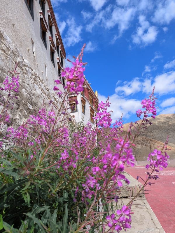 Monasteries, wildflowers, and mountain villages in Ladakh