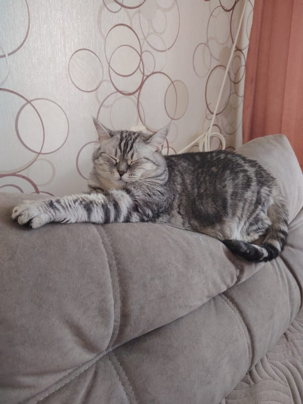 Cats nap peacefully in homes during morning hours