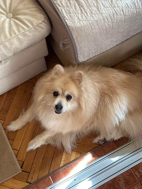 Pomeranian dog spotted multiple times in Dimitrovgrad home