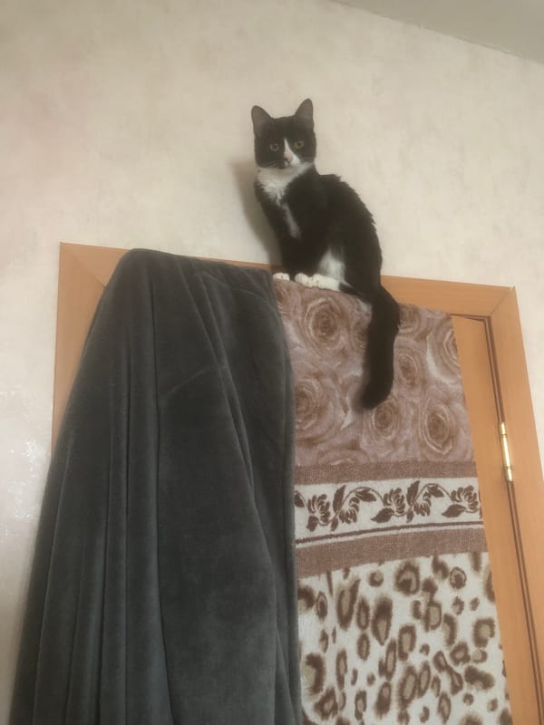 Black and white cat captured in playful moments, Nyagan Russia