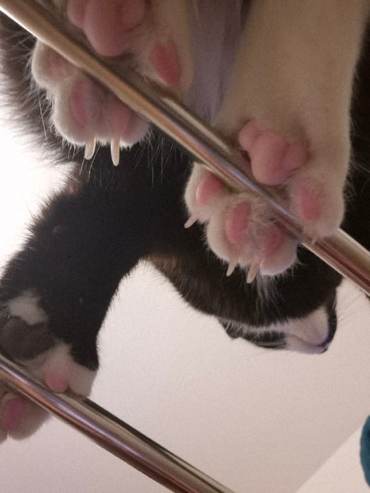 Black and white cat plays on drying rack in Strasbourg