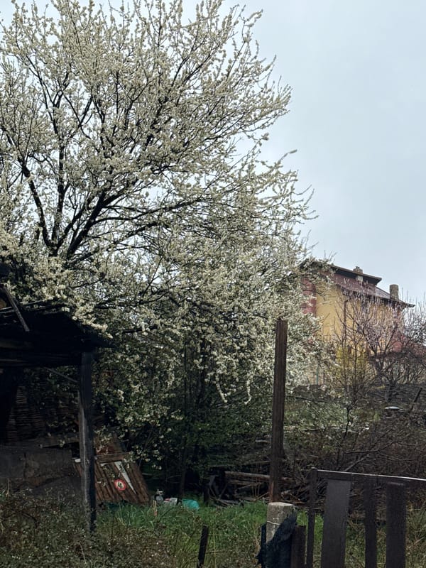 Spring blossoms scatter petals on bench in Radilovo, Bulgaria