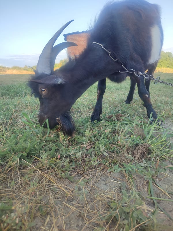 Goats, chickens, a dog, and wildflowers on a rural afternoon
