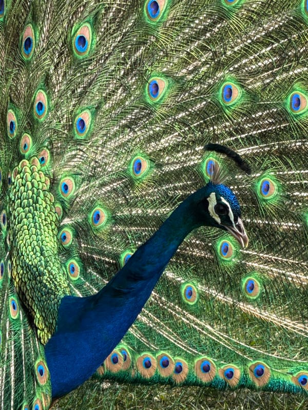 Peacocks Display Elaborate Courtship Behavior Across Bulgarian Towns
