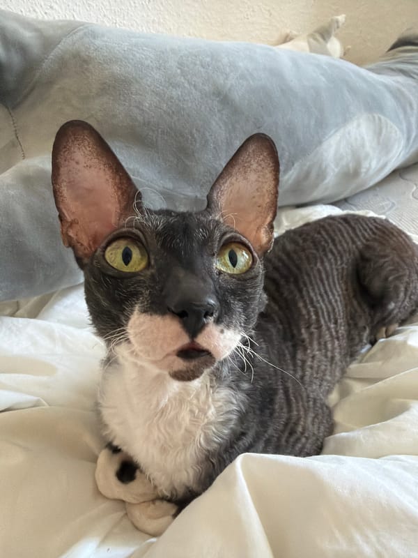Cornish Rex cats relaxing by windows in a Yekaterinburg apartment