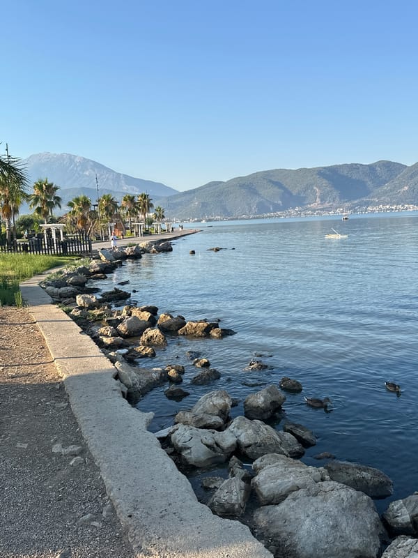 Geese and ducks on a calm Fethiye waterfront