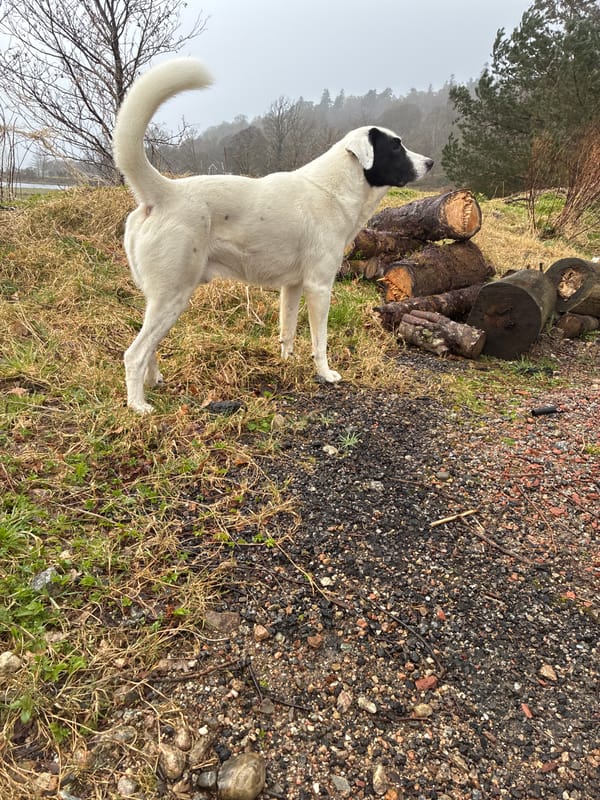 Dog stands on mixed terrain near log pile in Strontian