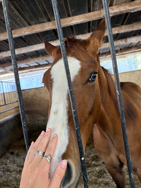Horse fed carrot at Israeli stable facility