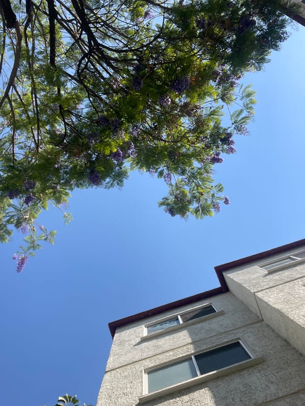 Purple flowering tree photographed against building in Cuernavaca