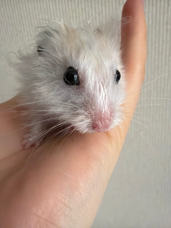 Tiny hamster snacks and poses in Shcherbinka