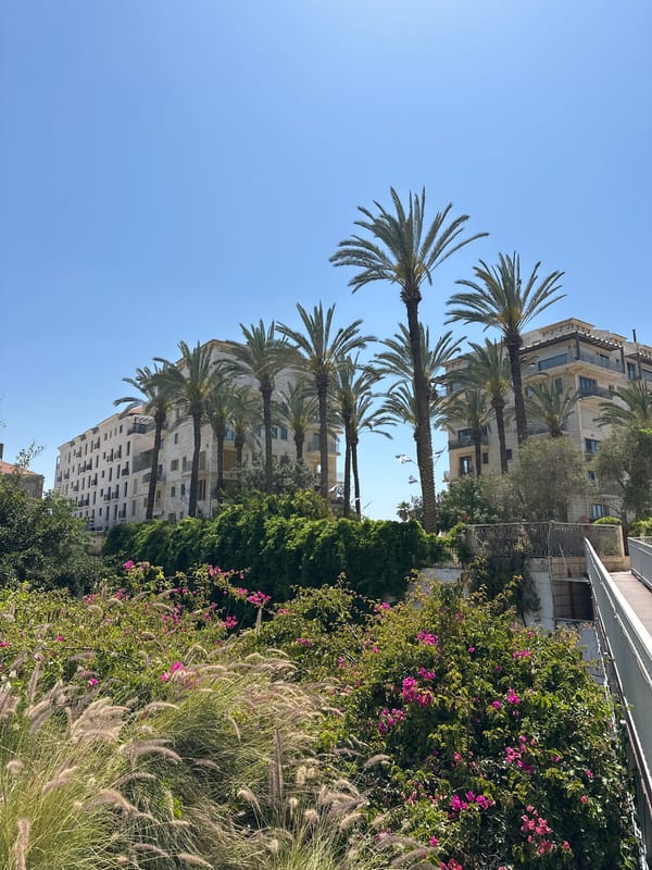 Urban landscaping documented in Tel Aviv under sunny skies