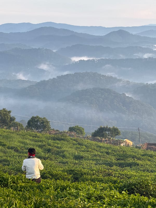 Misty highland scene at Phát Chi's tea fields and wind turbine