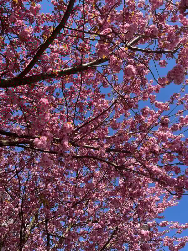 Cherry blossoms reach full bloom along Cologne walkway