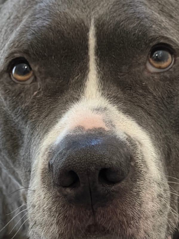 Spring morning nature scenes captured across Esch-sur-Alzette, Luxembourg