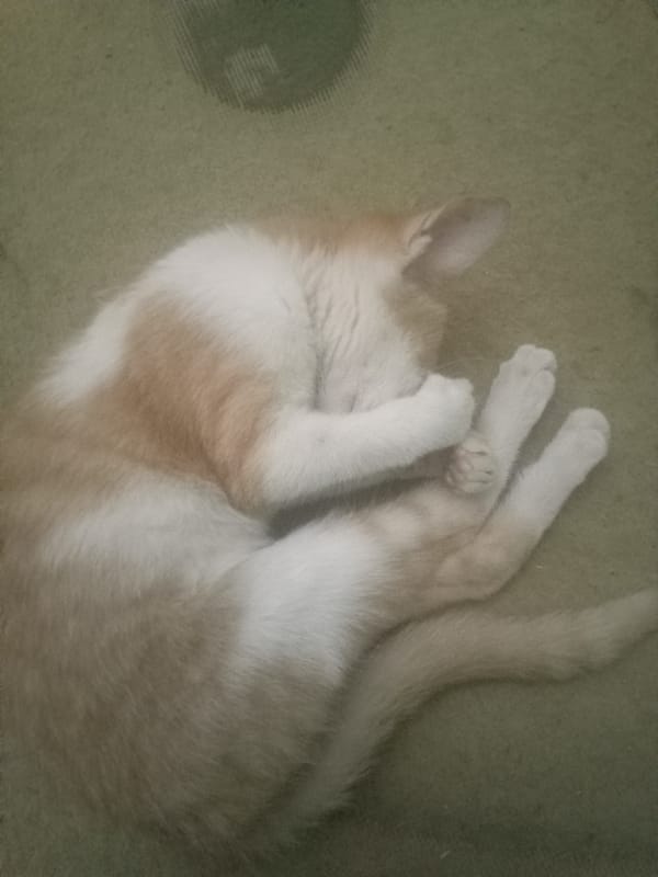 Cat observed resting on green surface, face covered