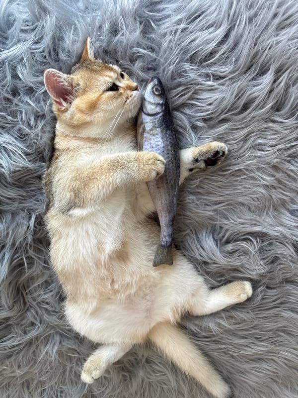 Golden tabby cat naps with toy fish on a grey rug