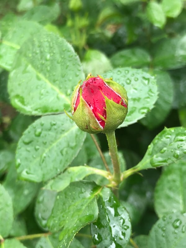 Morning garden macro photography session capturing post-rain dewdrops