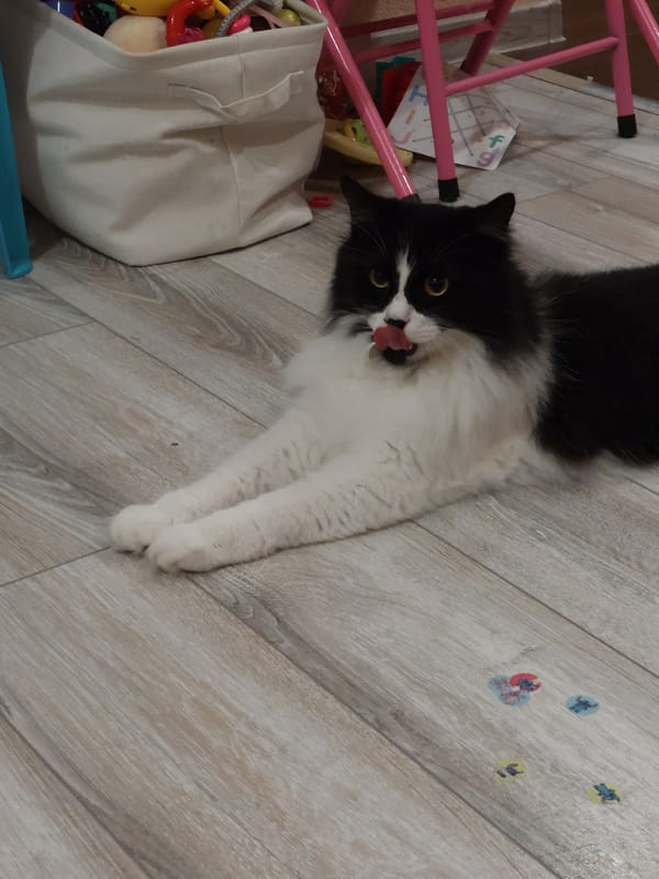 Fluffy black and white cat lounging on a wooden floor in Plovdiv