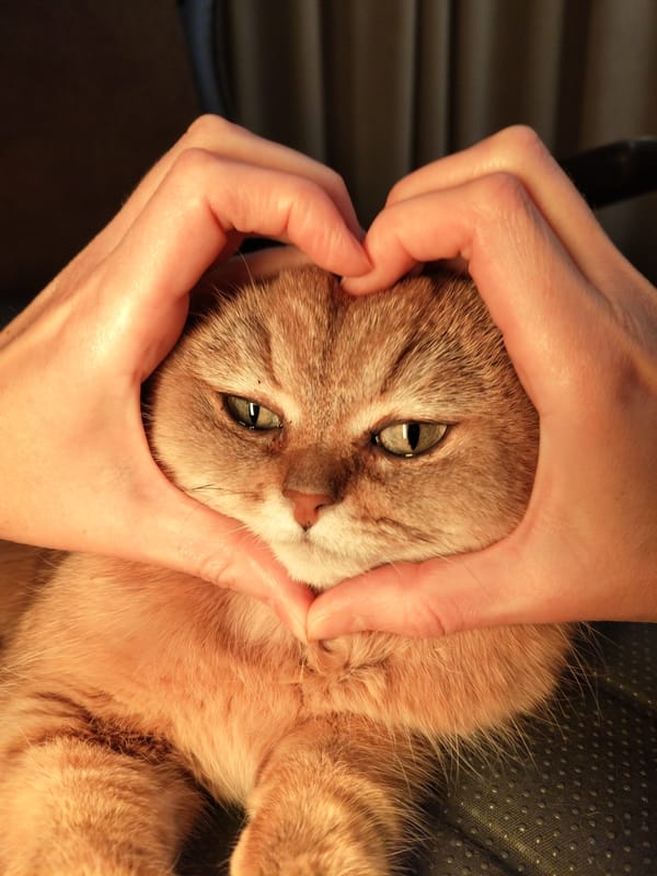 Orange tabby gets the heart-hands treatment indoors