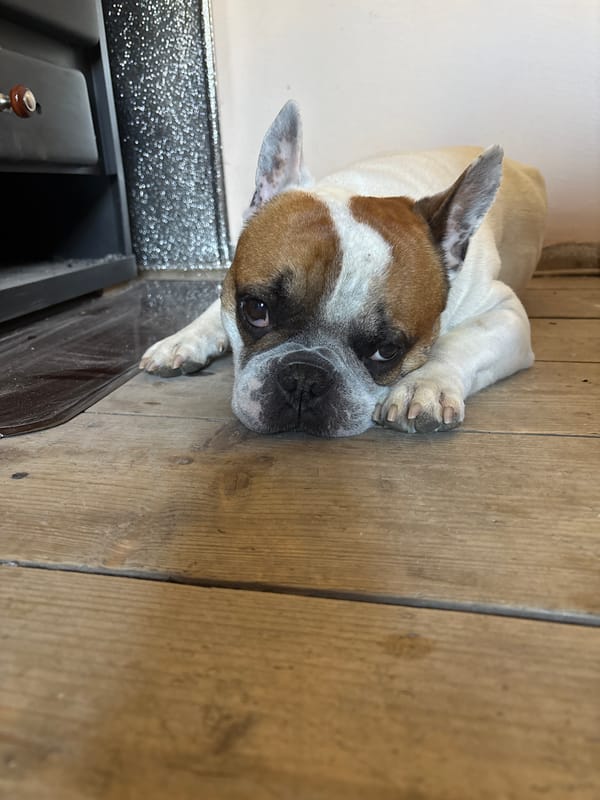 French bulldog rests beside wood stove indoors