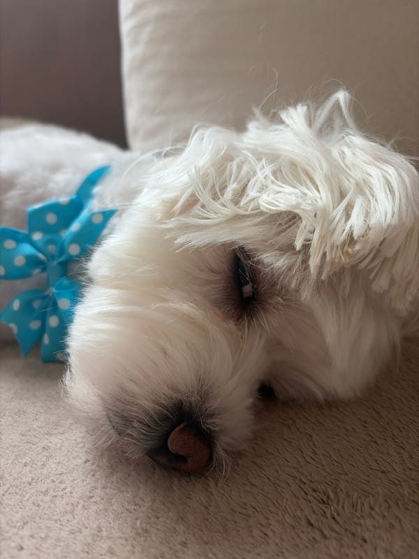 Small white dog photographed wearing bow tie in Sofia