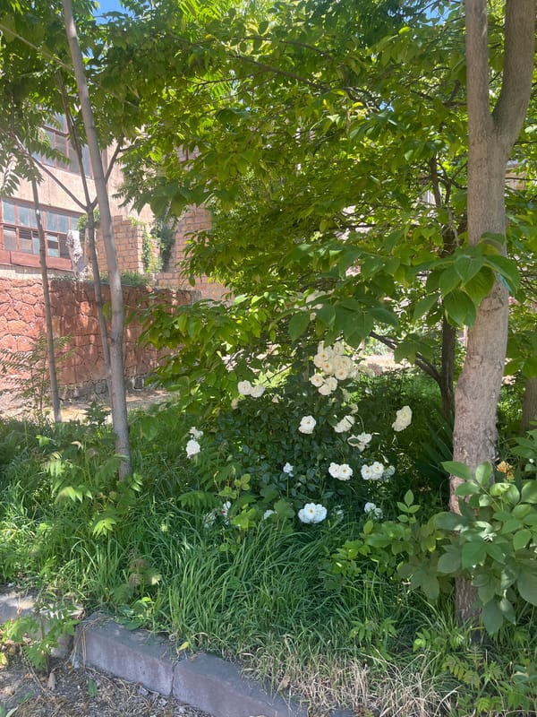 White roses bloom beside stone wall in Gladzor, Armenia