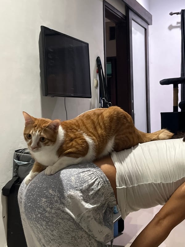 Person photographs playful orange tabby cat indoors in Indonesia