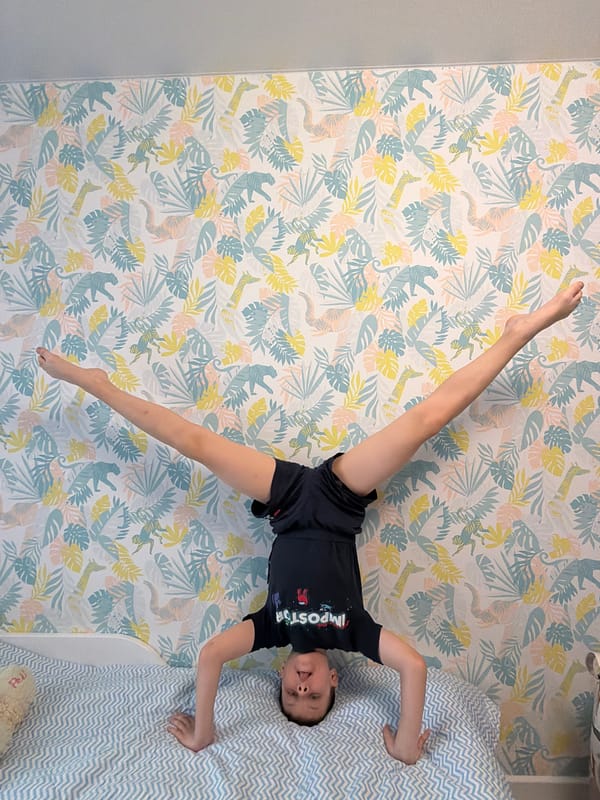 Chihuahua rests in pet bed during quiet morning in Votkinsk