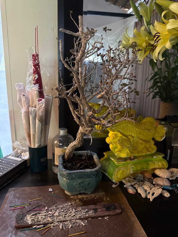 Bonsai still life arrangement captured in Nha Trang