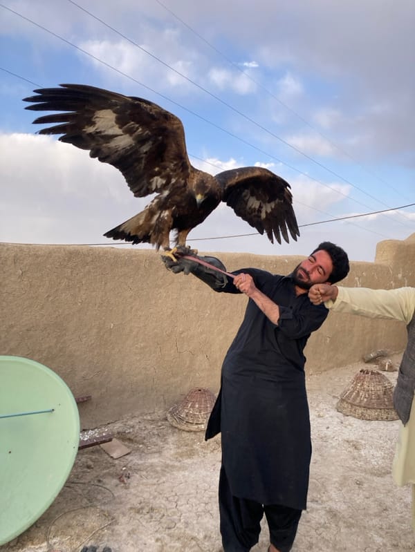 Bird handlers display raptors in Qilla Saifullah, Pakistan