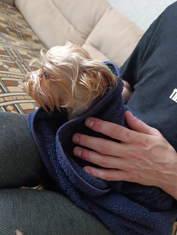 Yorkshire Terrier bath day, start to finish