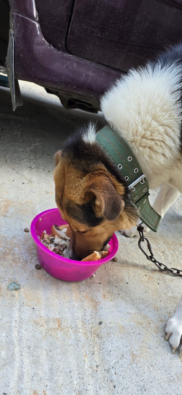 Dog eats, rests, and roams a Vratsa yard with mountain views
